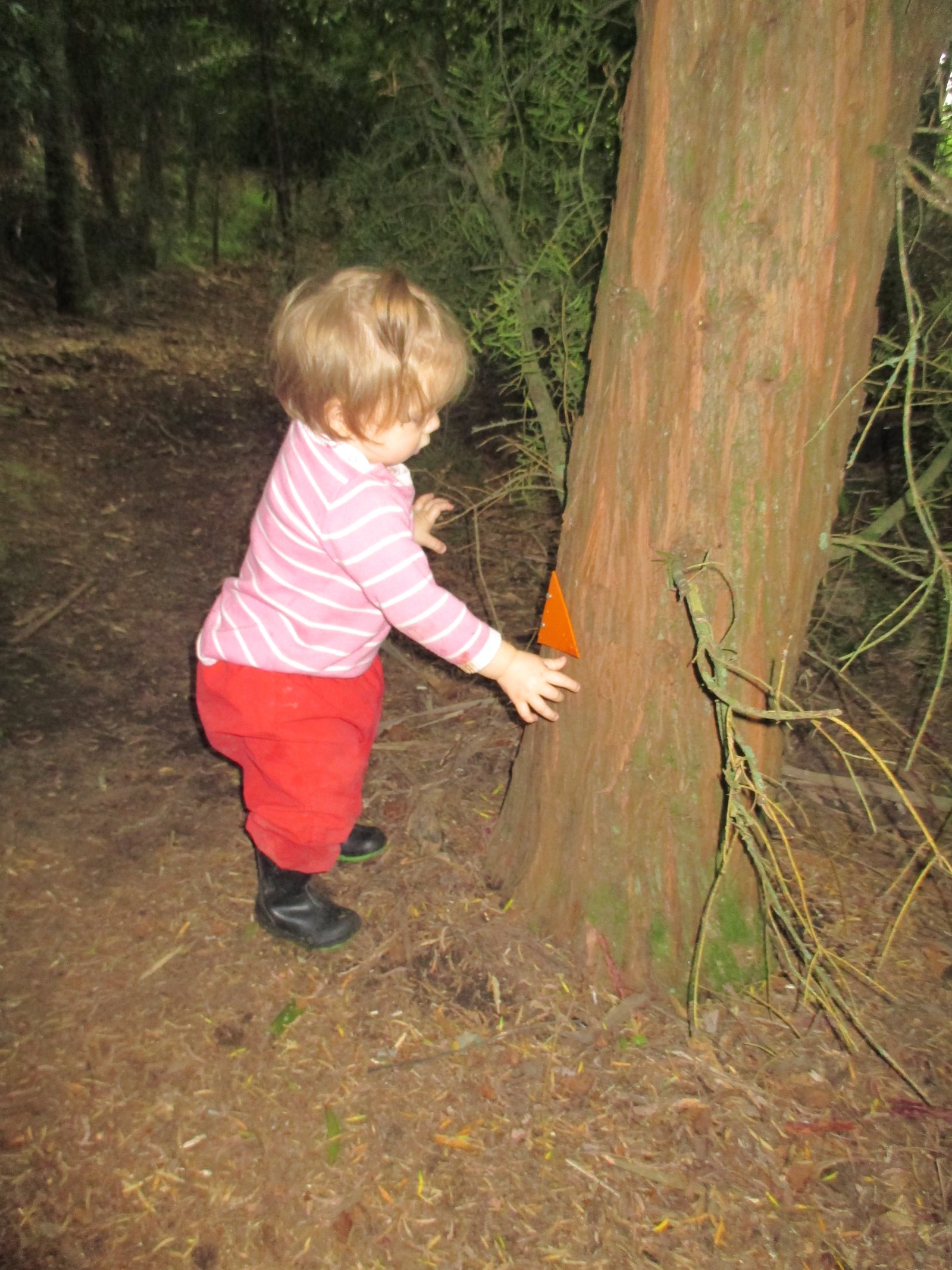 Babies-on-the-bushwalk