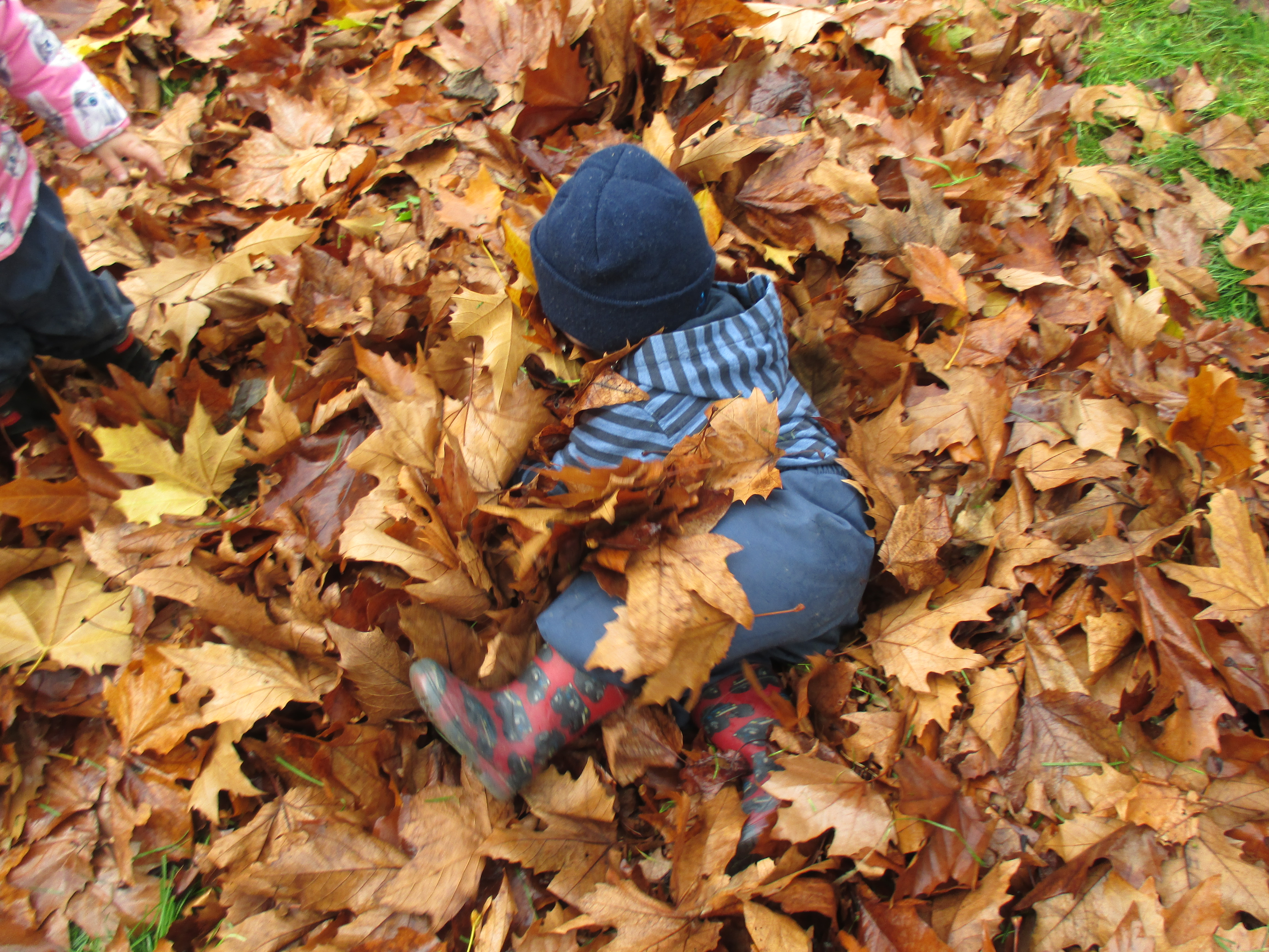 Autmn leaves