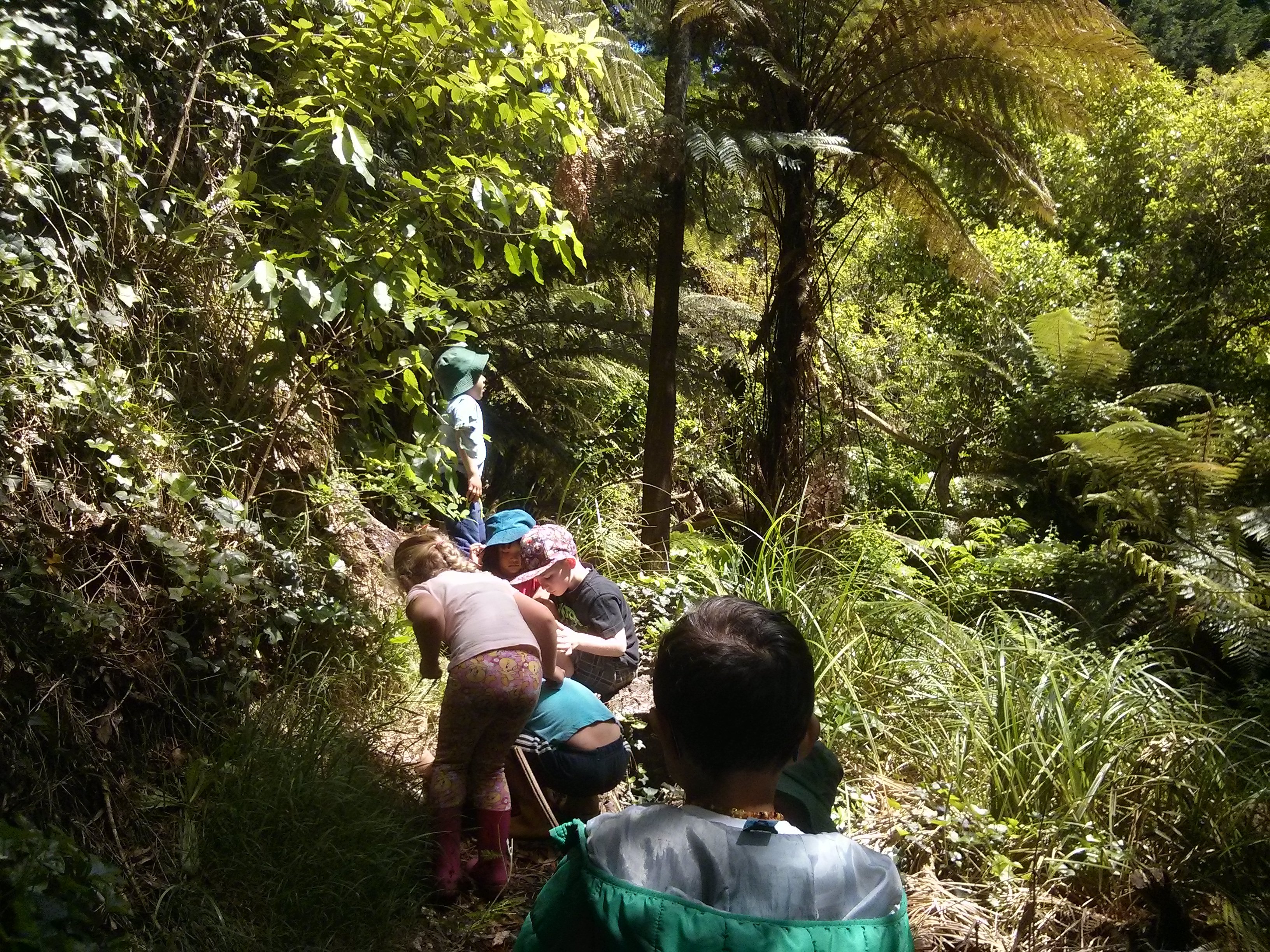 bushwalk