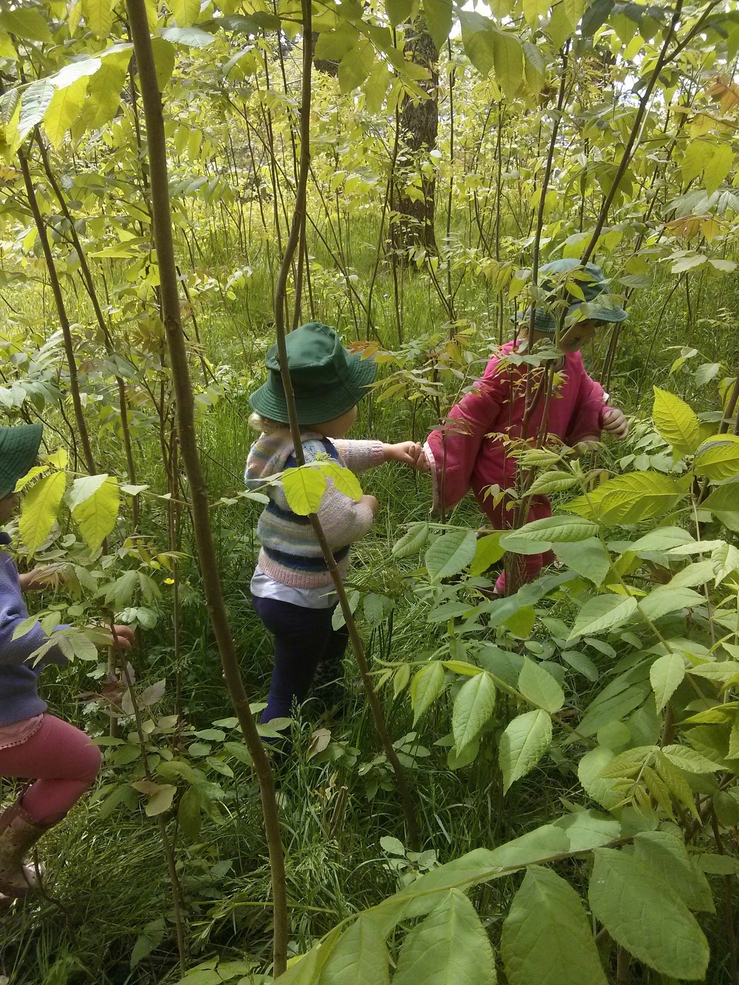 Exploring under the walnut sapplings