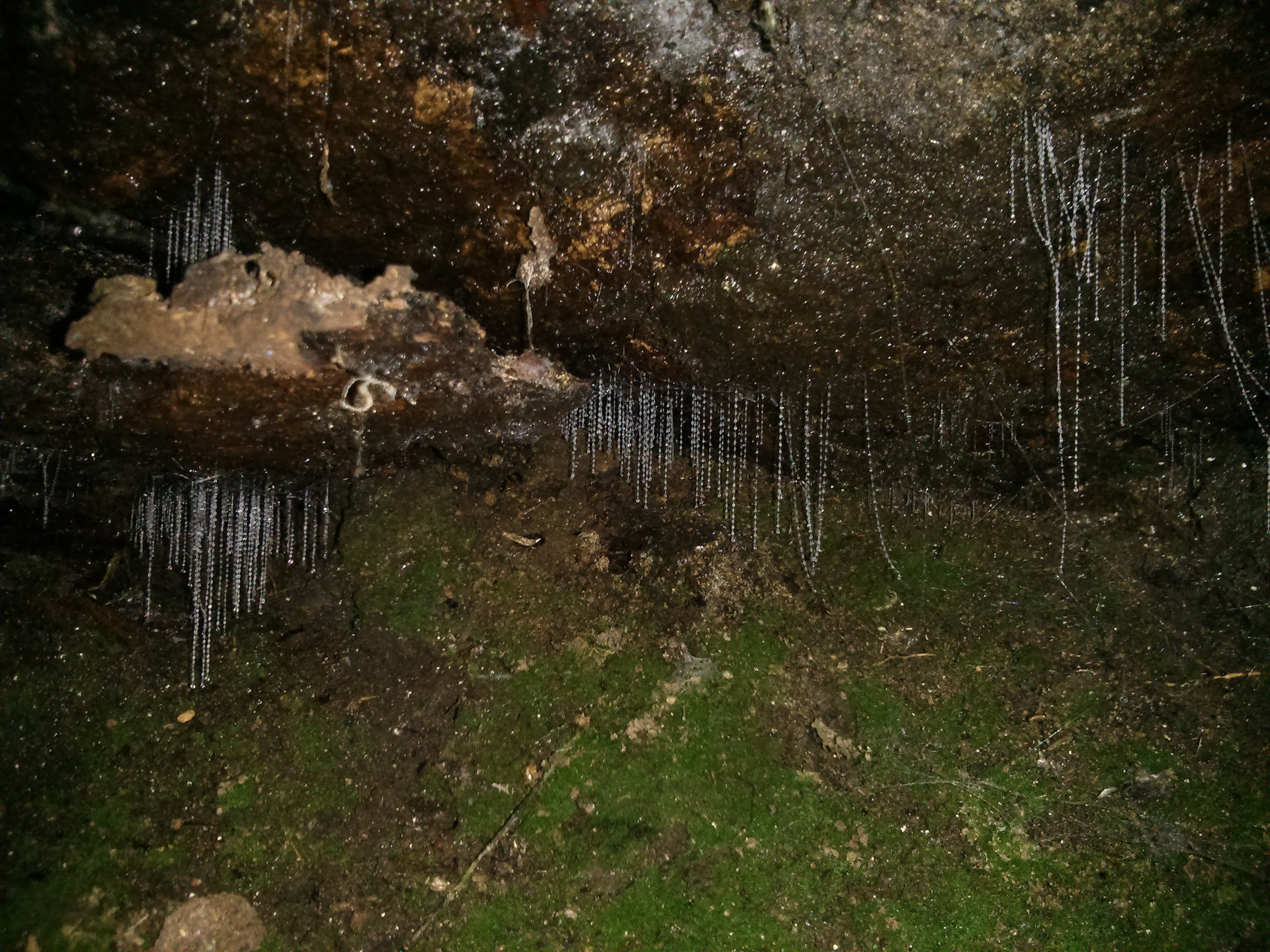 glowworms