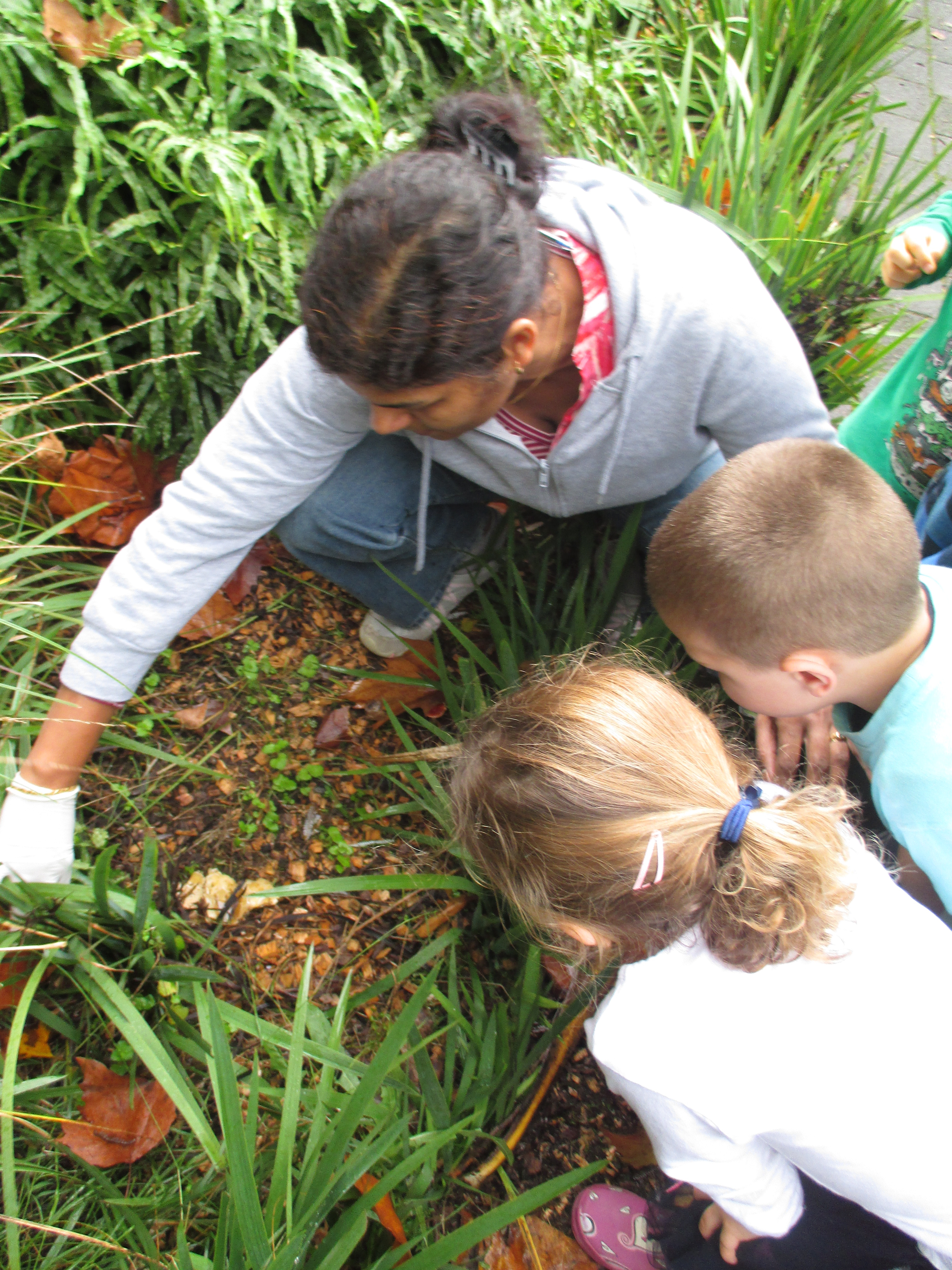 Studying fungi