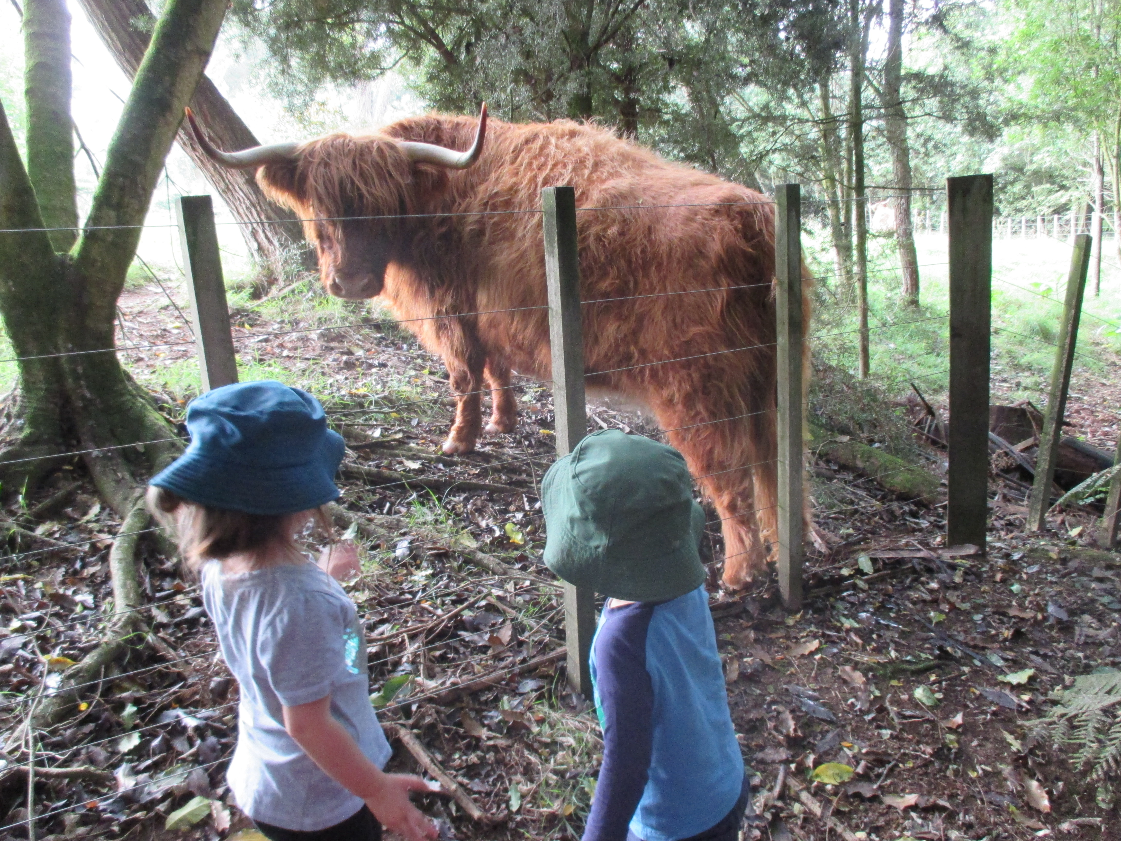 That's a hairy cow!