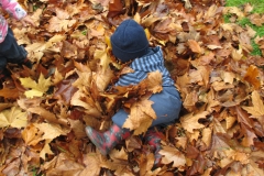 Autmn leaves