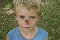 cicada