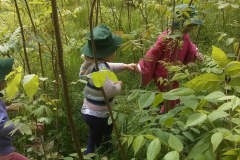 Exploring under the walnut sapplings