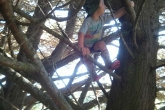 Tree climbing