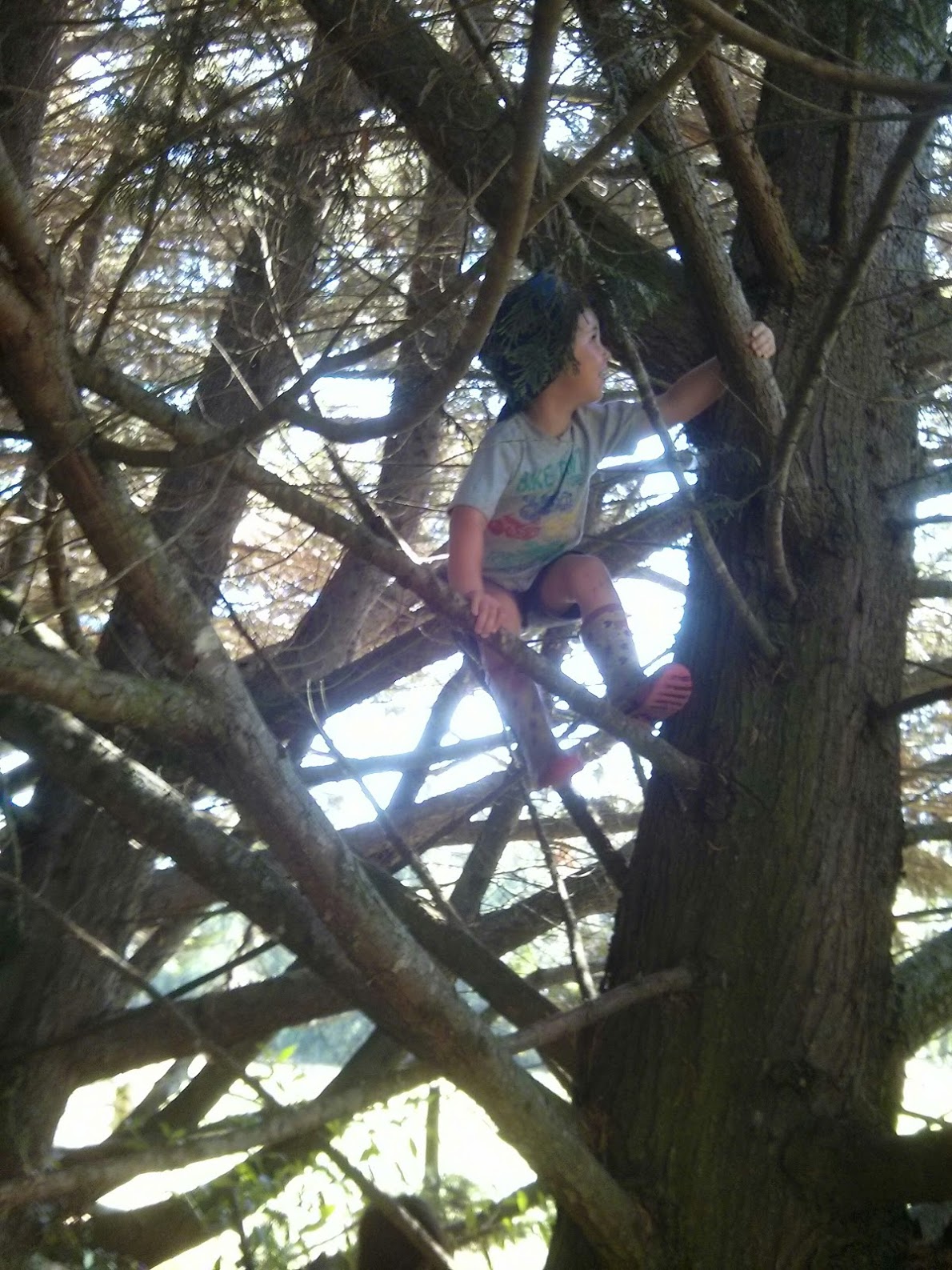 Tree climbing