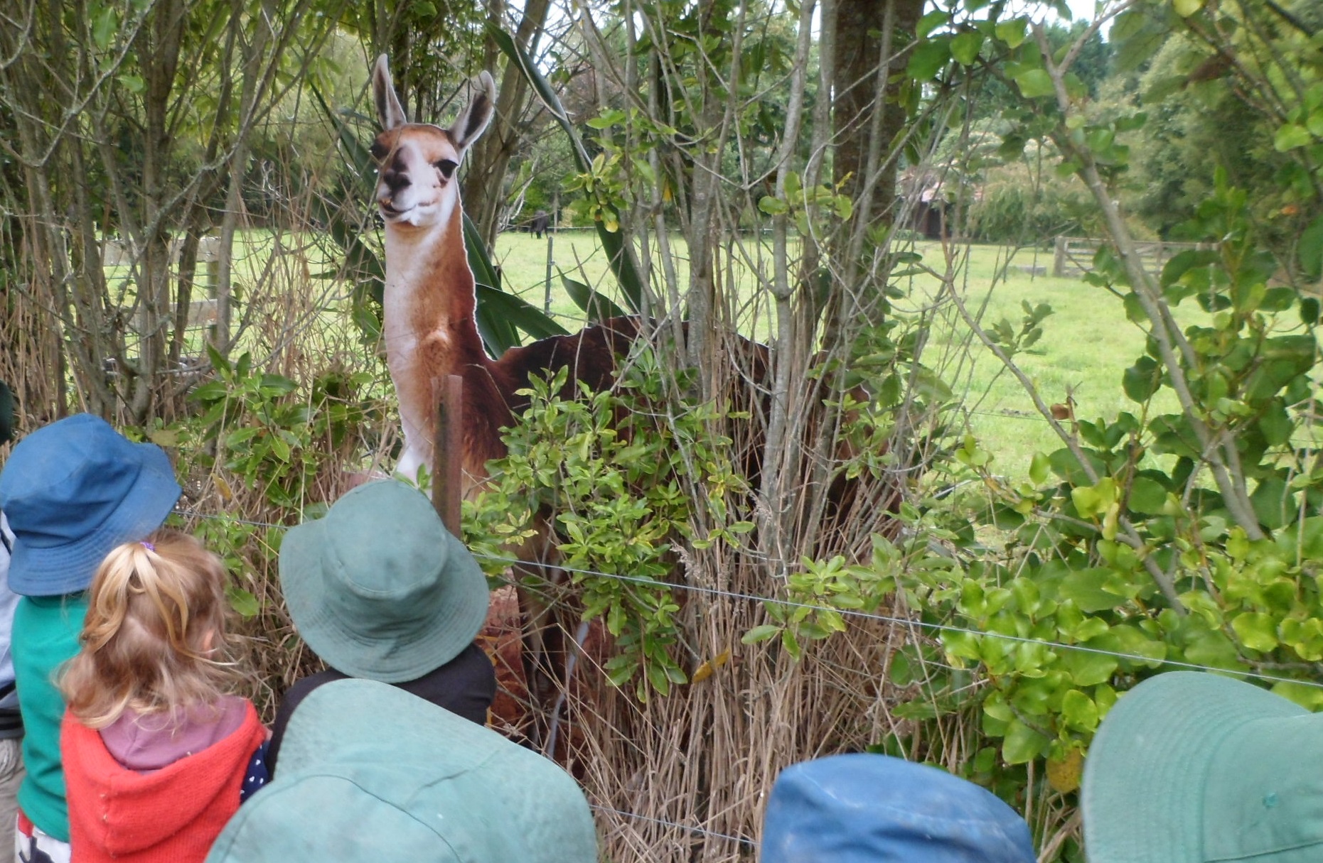 Wheres the llama today?