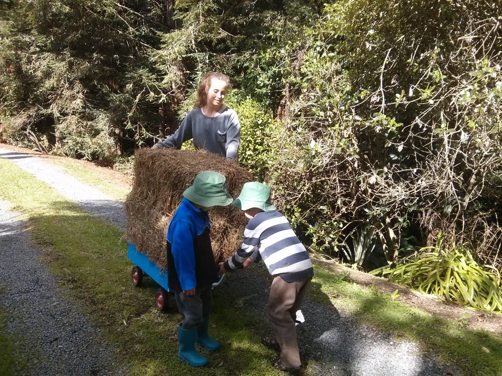 collecting-hay