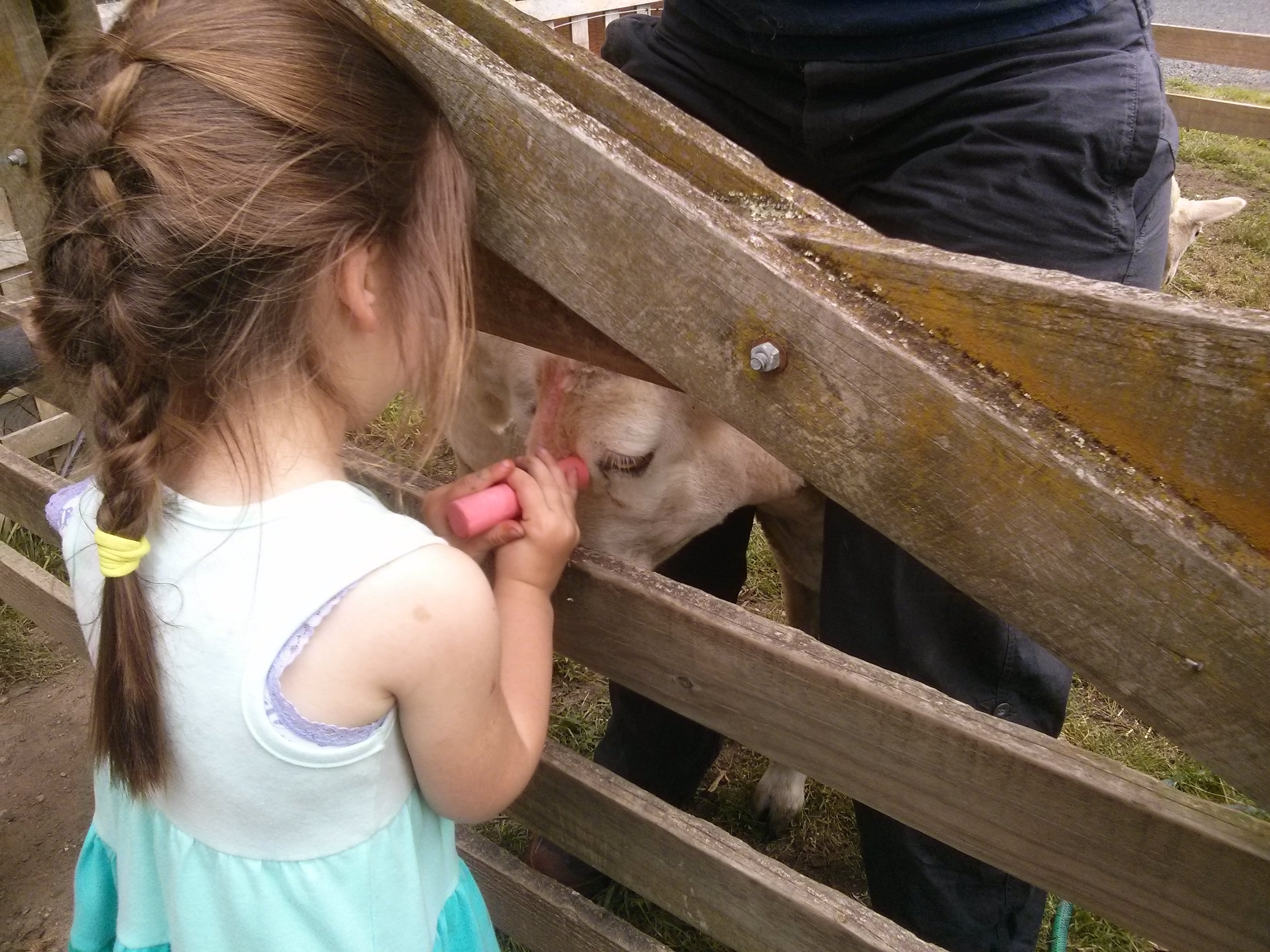 drenching sheep