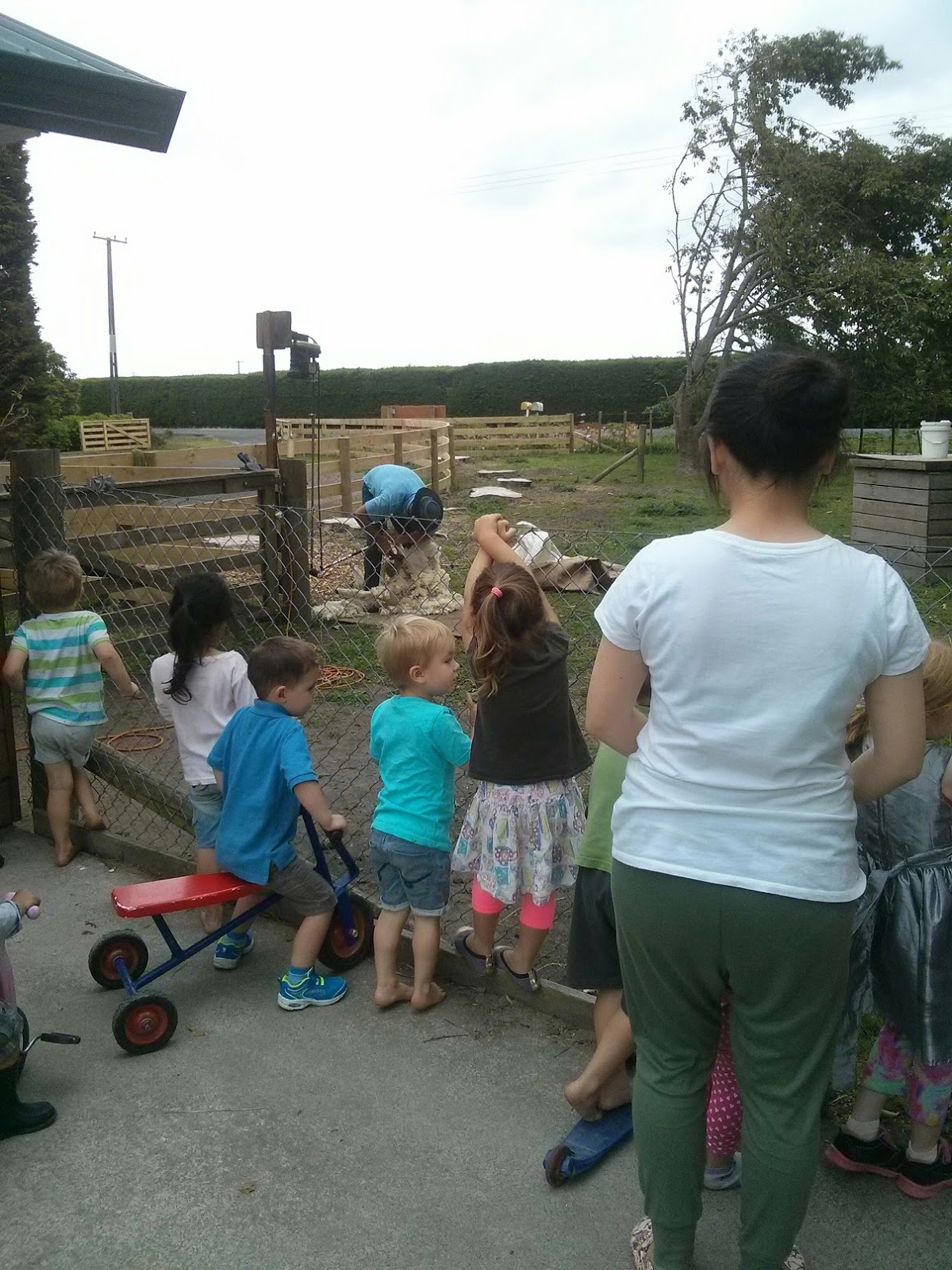 sheep shearing