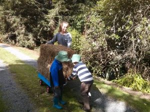collecting-hay