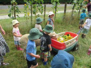 collecting-sunflower-seeds