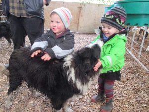 farm dog