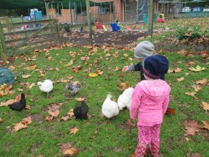 feeding chickens