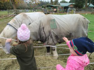 feeding out hay