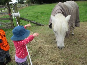 feeding out the hay