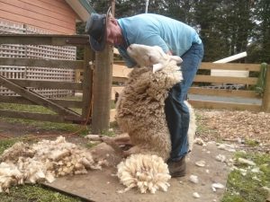 sheep shearing