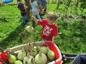 gourd harvest