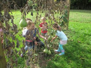 picking-gourds