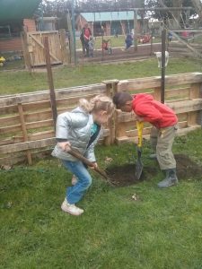 planting fruit trees