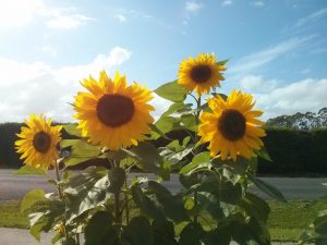 sunflowers