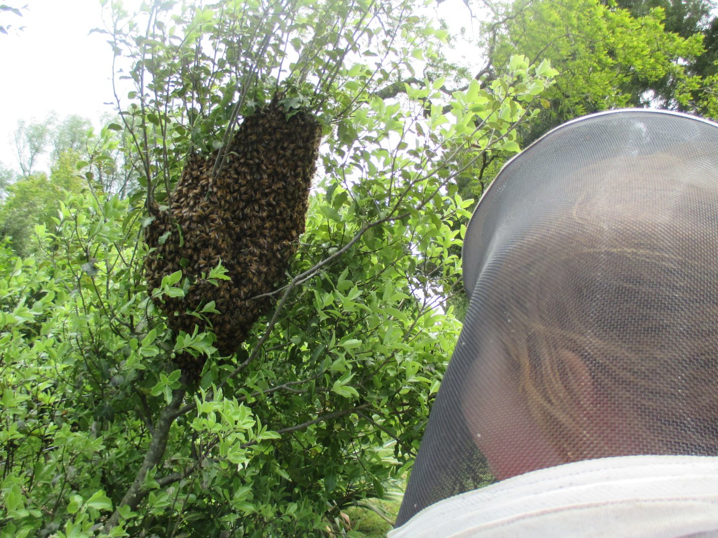 swarm