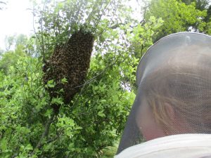 swarm