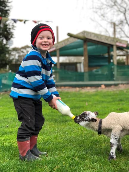 Feeding Lambs