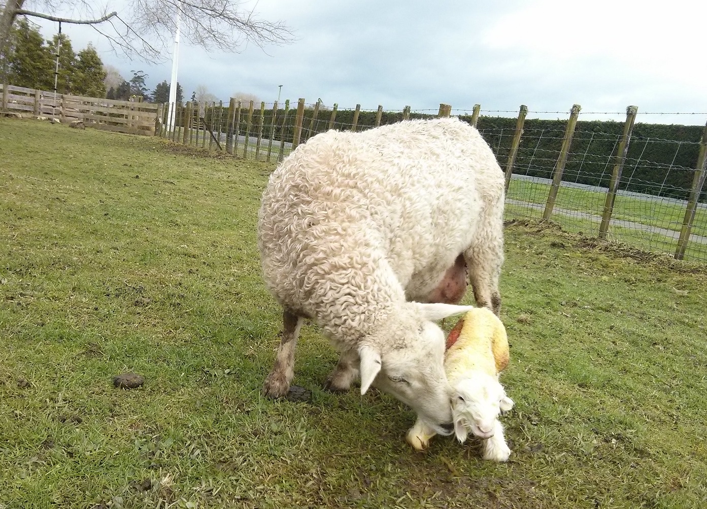 fluffys newborn lamb