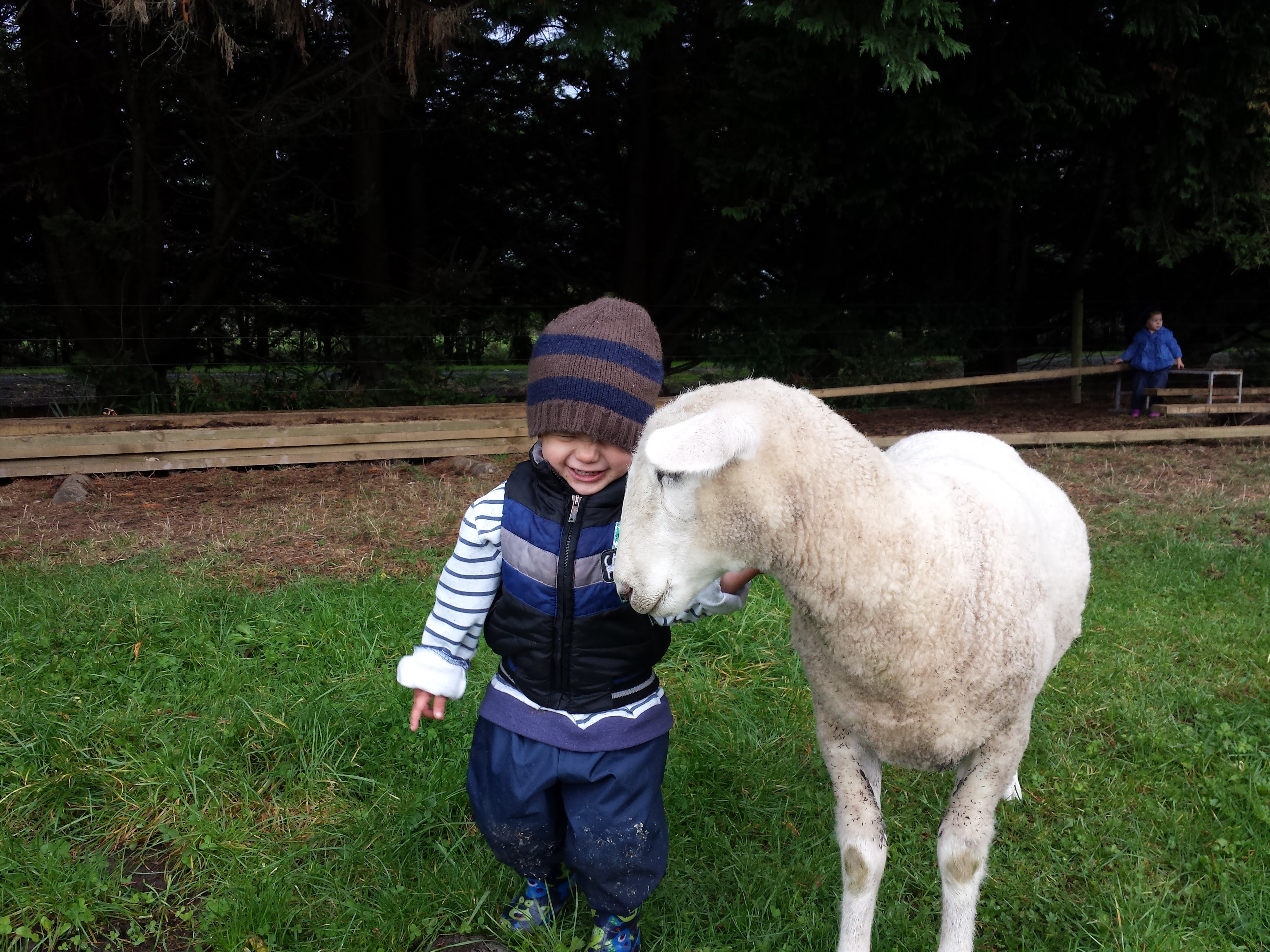 Hello Lamby