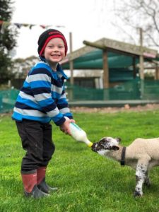 Feeding Lambs