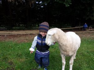 Hello Lamby